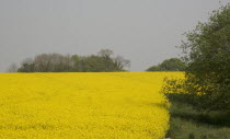 Field of yellow oilseed rape flowers.