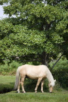 Ogdens Purlieu a fertile valley near Ogden Village. Single New Forest pony stallion grazing beneath a tree in the heart of the fertile valley