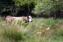 Ogdens Purlieu a fertile valley near Ogden Village. Single cow in high grasses