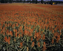 Field of millet.