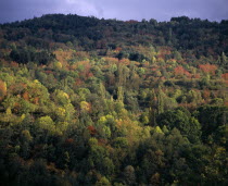 Forest beside Chateau Usson in Autumn colours.