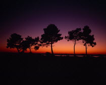 Lac de Lacanau.  Line of trees on lake shore silhouetted against deep orange and purple sunset sky.