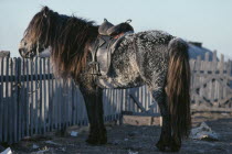 Pony tied to fence harnessed with Russian saddle and with frost covered winter coat.