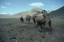 Horse rider leading laden camel train to new camp.