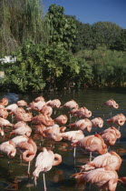 Pink Flamingoes standing in shallow water