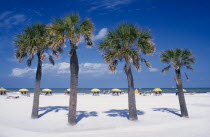 View through palm trees on sandy beach towards sunbathers on beach chairs with yellow sun shades