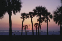 Sunset over the beach seen through palms