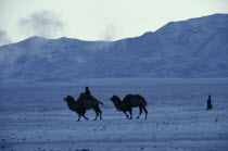 Early morning in mid-winter near Bigersum negdel collective with two camels being brought back to the negdel. Temperature reaches -40.C.