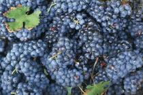 Bardolino.   Red grapes harvested for local wine production.