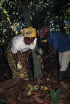 Cocoa farmer and his wife harvesting cocoa pods.