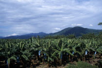 Banana plantation.