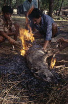 Christian men burning a Pig on an open fire.