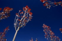 View looking up through maple trees