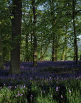 Woodland area with bluebells  Endymion non-scriptus .