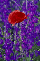 Single Red Poppy growing amongst purple flowers