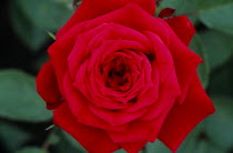 Mini rose  Wee Jock.  Close view looking down on open  red flower.