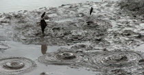 BOILING MUD POOLS OF WHAKAREWAREWA THERMAL VILLAGE.Antipodean Oceania Gray