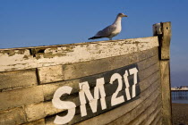 Seagull perched on the gunwale of old wooden clinker-built fishing boat  with its number prominent  on the beach at dusk