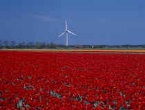 Wind turbine in a field of red and yellow tulips near the village of Sint Maartensbrug