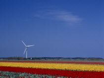 Wind turbine in a field of red and yellow tulips near the village of Sint Maartensbrug