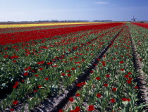 Field of red tulips with a windmill in the far distance near the village of Sint Maartensbrug