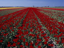 Field of red tulips with a windmill in the far distance near the village of Sint Maartensbrug