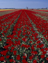 Field of tulips with a windmill in the far distance near the village of Sint Maartensbrug