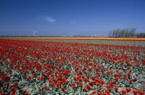 Field of red tulips with a wind turbine in the far distance near the village of Sint Maartensbrug