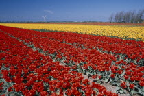 Field of red and yellow tulips with a wind turbine in the far distance near the village of Sint Maartensbrug