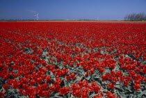 Field of red tulips with a wind turbine in the far distance near the village of Sint Maartensbrug