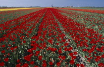 Field of red tulips with a windmill in the far distance near the village of Sint Maartensbrug