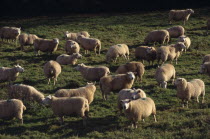 Sheep grazing in field.