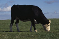 Single black and white cow grazing on pasture on the South Downs  Sussex.