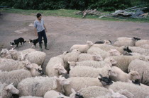 Farmer moving sheep with pair of border collies.