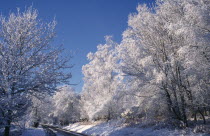 Snow covered trees in sunshine.