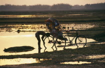 Man cleaning rickshaw in flood water silhouetted against golden sunset reflected in water.