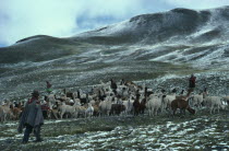 Shepherds with alpaca herd on mountain pasture with light snow covering.