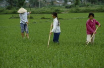 Rice cultivation.