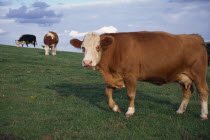 Cows in Sussex Field