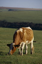 Single red and white cow grazing in a field.