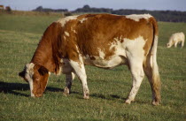 Red and white cow grazing in a field in the South Downs.