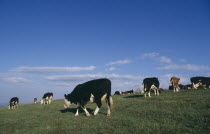 Cows grazing in a field in the South Downs.