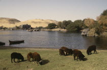 Sheep grazing on the banks of the River Nile upstream of Aswan.