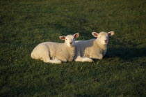 Two Young lambs lying in a field.