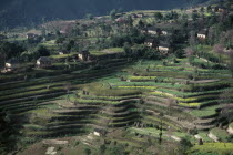 Rice terraces and scattered rural houses. country countryside Asia Asian Farming Agraian Agricultural Growing Husbandry  Land Producing Raising Nepalese