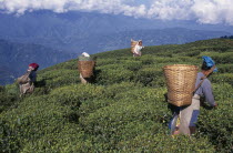 Female tea pickers at work on hillside plantation putting leaves into baskets carried on their backs.tea bush  plants  Asia Asian Bharat Farming Agraian Agricultural Growing Husbandry  Land Producing...