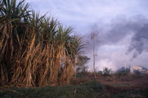 Sugar cane growing in foreground with chimneys from sugar mill behind emitting dark clouds of smoke. air pollution  Asia Asian Bharat Ecology Entorno Environmental Environnement Farming Agraian Agric...