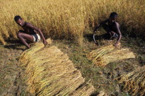 Two young men working in field harvesting rice by hand.2 Asia Asian Farming Agraian Agricultural Growing Husbandry  Land Producing Raising Immature Male Man Guy Nepalese