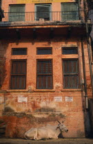 Sacred cow lying beside crumbling  red plaster wall of building in morning sunlight.holy cattle Asia Asian Bharat Cow  Bovine Bos Taurus Livestock Cows Female Inde Indian Intiya Religion Religious