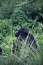 Chimpanzee  Pan Troglodytes .  Single adult male sitting amongst green vegetation.